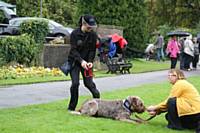Super dog Abi flies to the rescue of injured Gracie